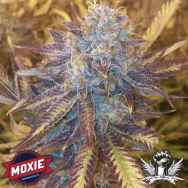 Moxie Seeds Grape Kush